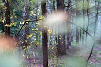 sfeer in het bos