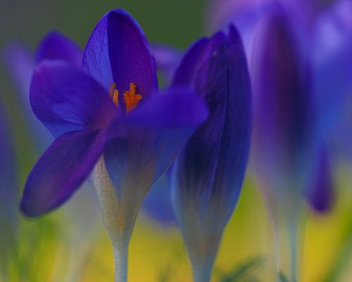 Krokusse im sanften Abendlicht