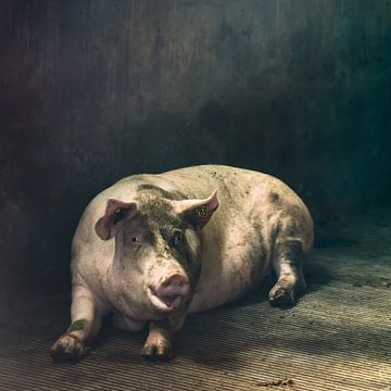 Pig of the day by Niek van Schie