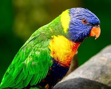 Kleurrijke vogel van Bild.Konserve