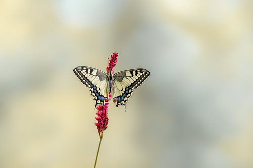 koninginnepage, papilio macheon