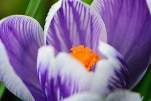 Un crocus vu du ciel
