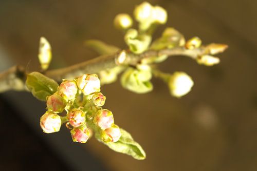 Close-up Flower Pear Tree