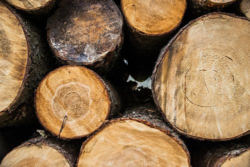 Boomstammen in het bos