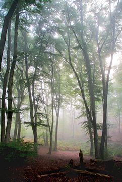 Forêt dans la brume du matin sur Jurjen Jan Snikkenburg