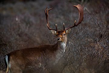 Hert in Amsterdamse Waterleidingduinen