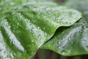 Regentropfen auf grünem Blatt von rene marcel originals