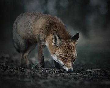 Fuchs in gedeckten Farben von Patrick van Bakkum