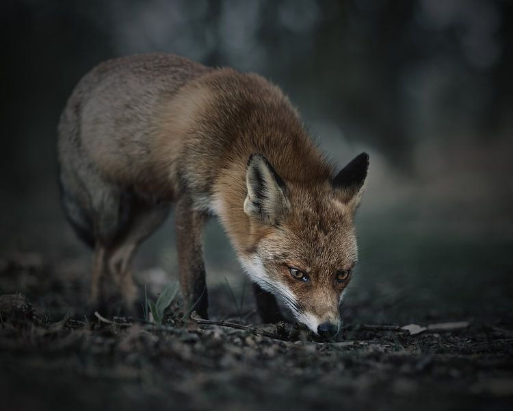 Fox in muted colours by Patrick van Bakkum