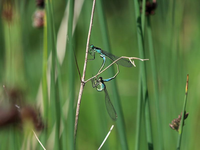 Large damselfly by Matthias Brix
