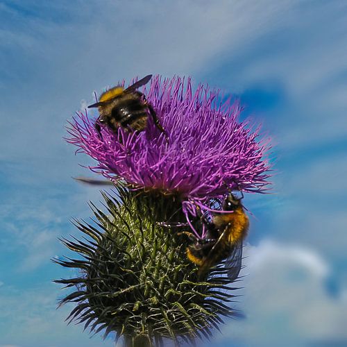 Dance of the Bumblebees on Thistle.