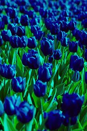TULIPS PROCESSED BLUE by Henriette Tischler van Sleen