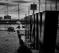 Meeuw aan de vistrap in Oostende
