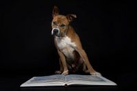Hond met bril leest boek