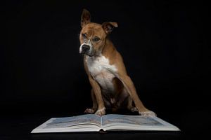 Hond met bril leest boek sur R Alleman