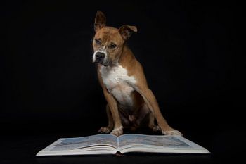 Hond met bril leest boek