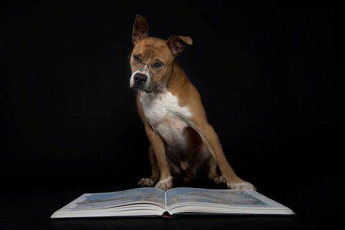 Hond met bril leest boek