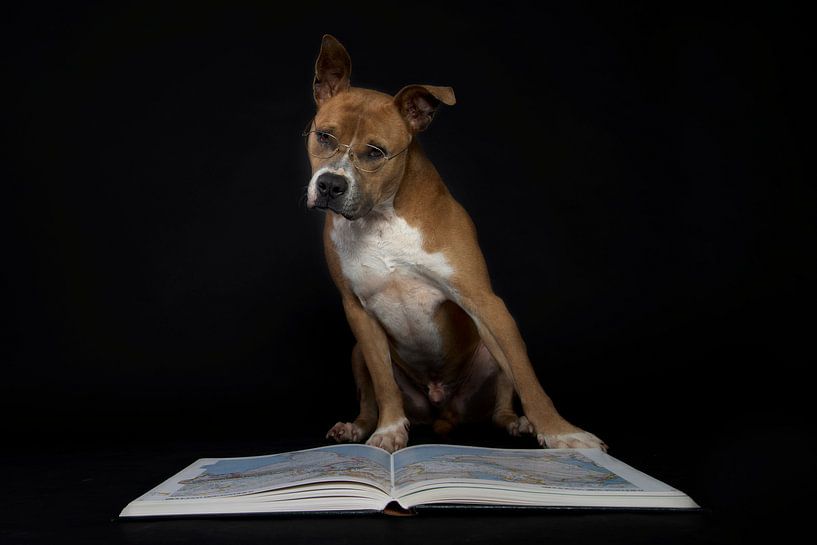 Hond met bril leest boek von R Alleman