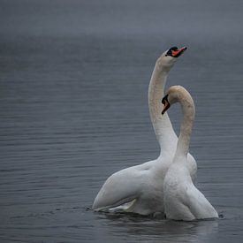 Danse d'accouplement des cygnes sur Jacqueline De Rooij Fotografie