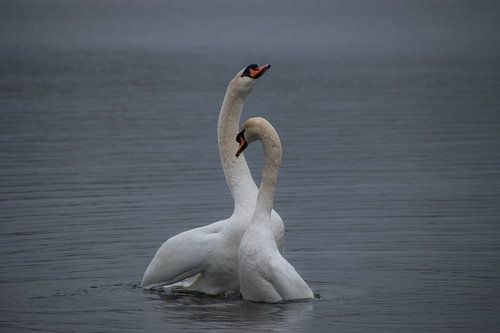Mating dance swans