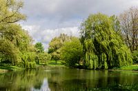 Vijver met groen