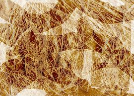 Grass in the wind. Wabi-sabi botanical abstract by Dina Dankers