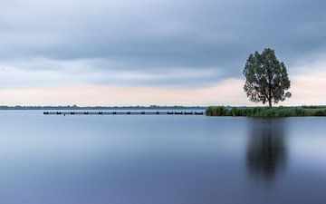 Tree at the Zuidlaardermeer by Marga Vroom