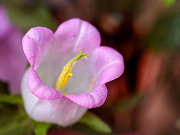 Campanula by Rob Boon