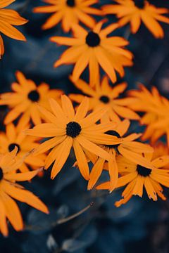 Blume Rudbeckia (Sonnenblume) von Raaf