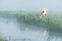 Cow in the fog
