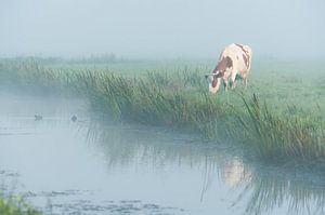 Kuh im Nebel von John Verbruggen