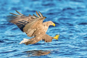 Seeadler auf der Jagd im Fjord in Nordnorwegen