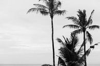 Palmbomen in zwart-wit van Suzanne Spijkers thumbnail