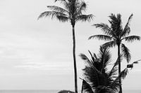 Palm trees in black and white