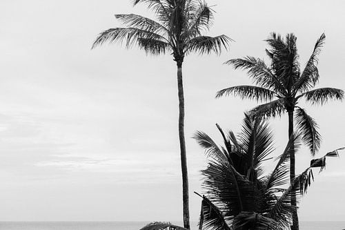 Palm trees in black and white
