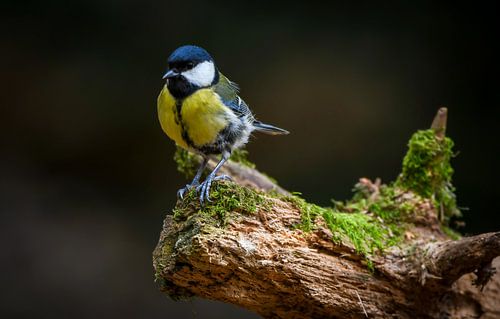Great tit on branch in a forest by Marjolein van Middelkoop