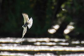 Trauerseeschwalbe mit Gegenlicht im Flug bei schönem Licht.