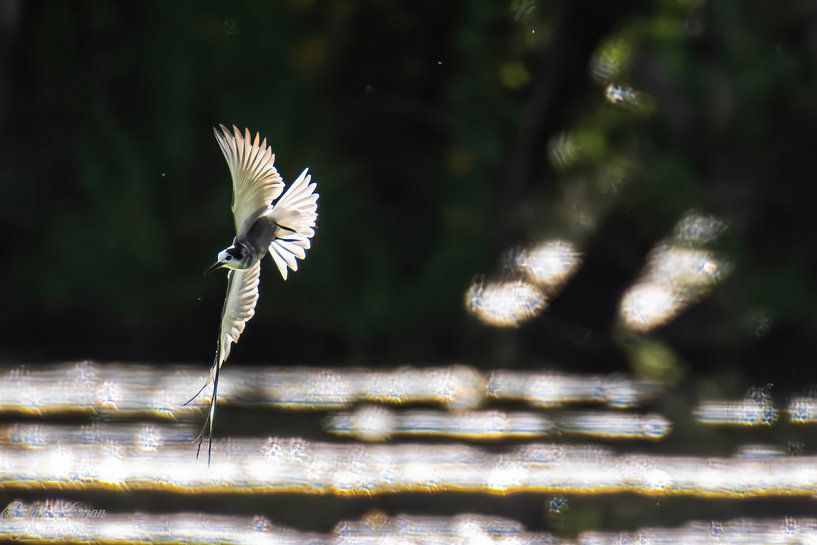 Black Tern with backlight in flight with beautiful light. by Brian Morgan