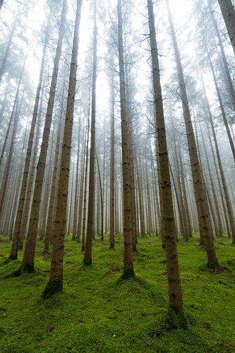 Conifer forest in autumn with fog and moss on the ground