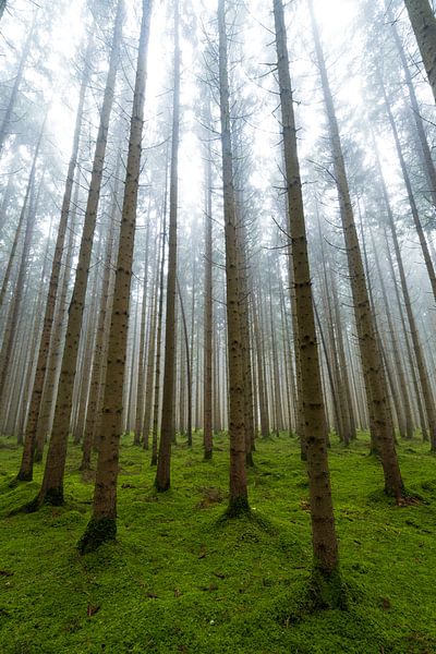 Conifer forest in autumn with fog and moss on the ground by Daniel Pahmeier