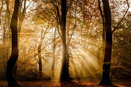 autumn colours with backlight by Lex Scholten
