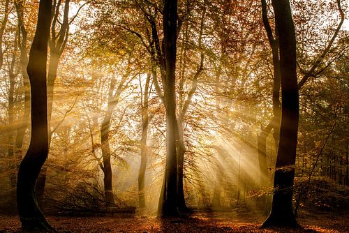 herfstkleuren  met tegenlicht