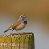 Zingende Blauwborst van Dirk Claes
