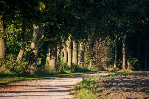 Country road between trees in the Achterhoek region