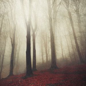 Forêt dans le brouillard