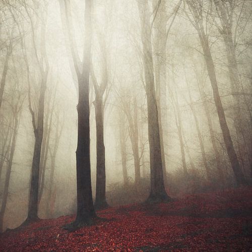 Forest in Fog