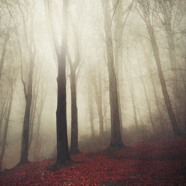 Wald im Nebel von Dirk Wüstenhagen