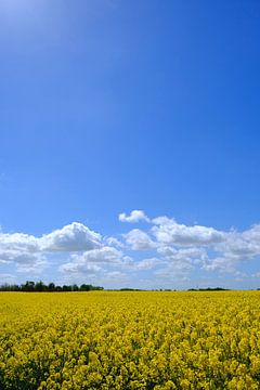 Rape field by Ostsee Bilder