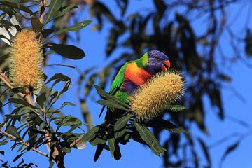 Rainbow Lorikeet, Queensland, Australia von Frank Fichtmüller
