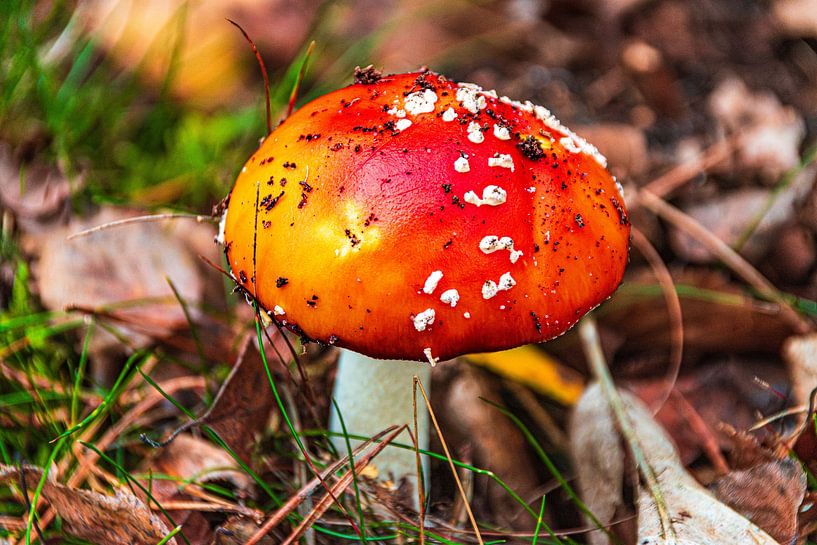 Sur un gros champignon.... par Jurjen Jan Snikkenburg